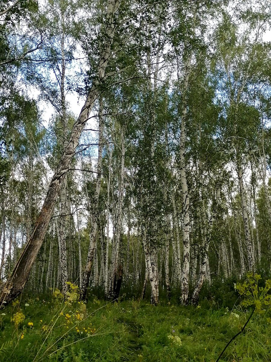 Еще один приятный сюрприз - нет комаров, т.е. совсем. То ли изжарились за день, то ли смыло дождем. Ни одного укуса. Я не сплю? 