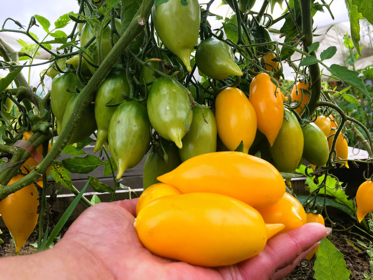 Есть такие сорта томатов, о которых нужно рассказывать всем. Они урожайны, устойчивы к заболеваниям, дают вкусные и сладкие помидорки, а еще отлично растут и плодят как в теплице, так и в ОГ.