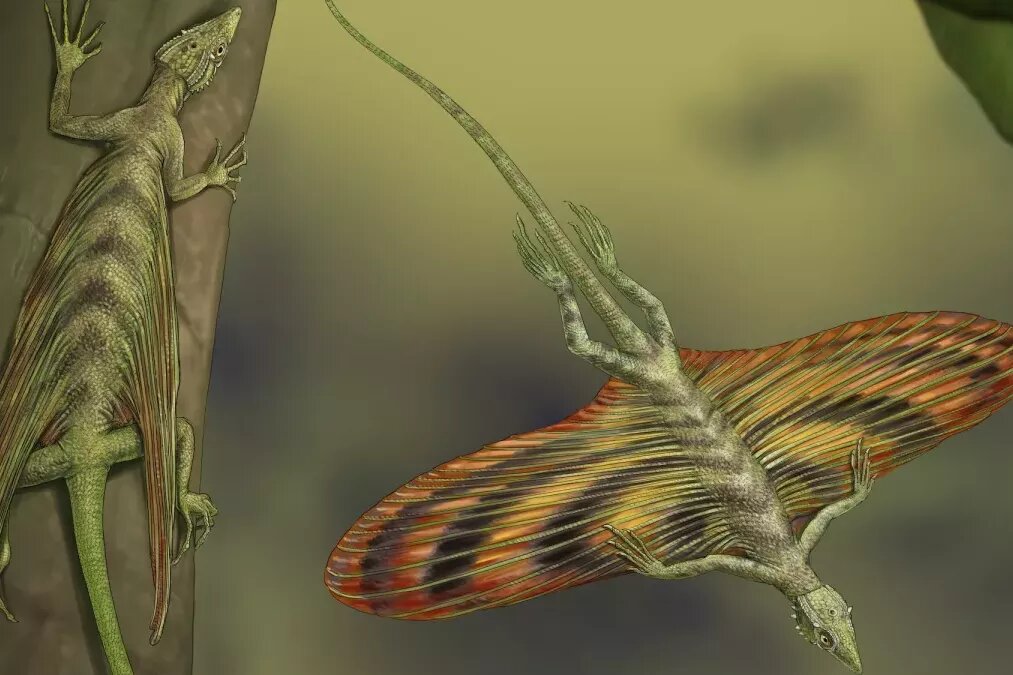     Ученые выяснили, как первой планирующей рептилии удавались фантастические прыжки, которым позавидуют даже акробаты