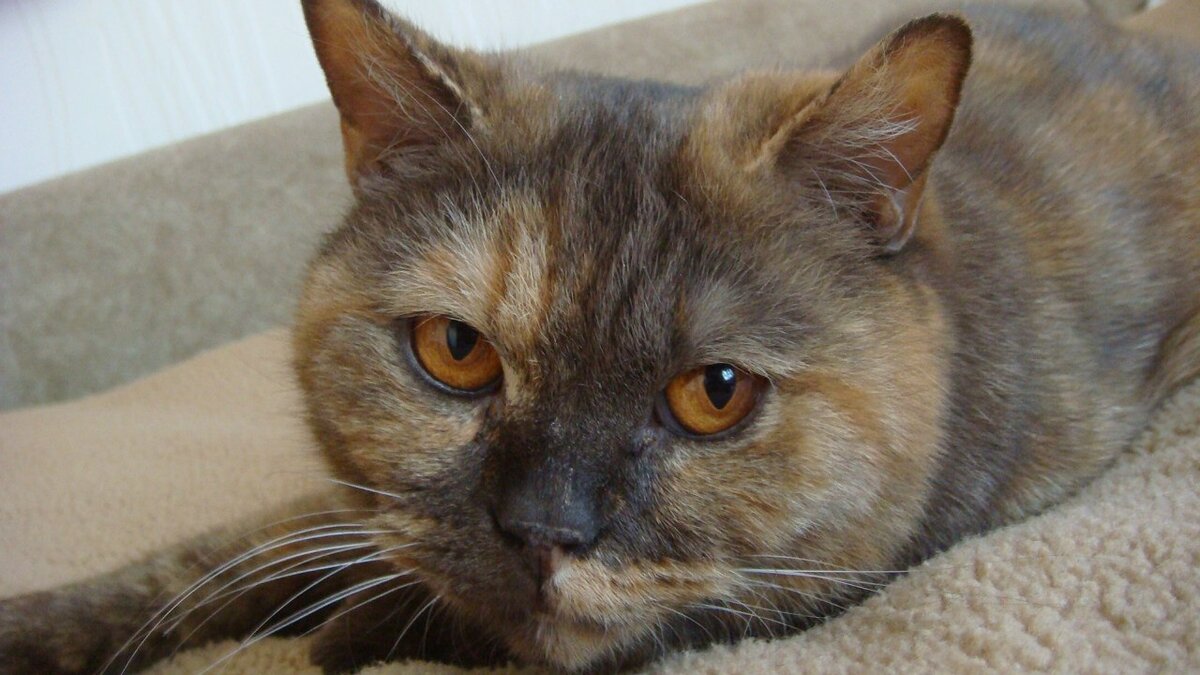 Моя замечательная кошка Дина