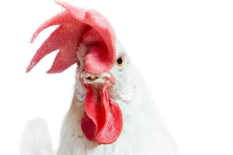     Занимательная этимология: что объединяет слова "курица" и "скука"?