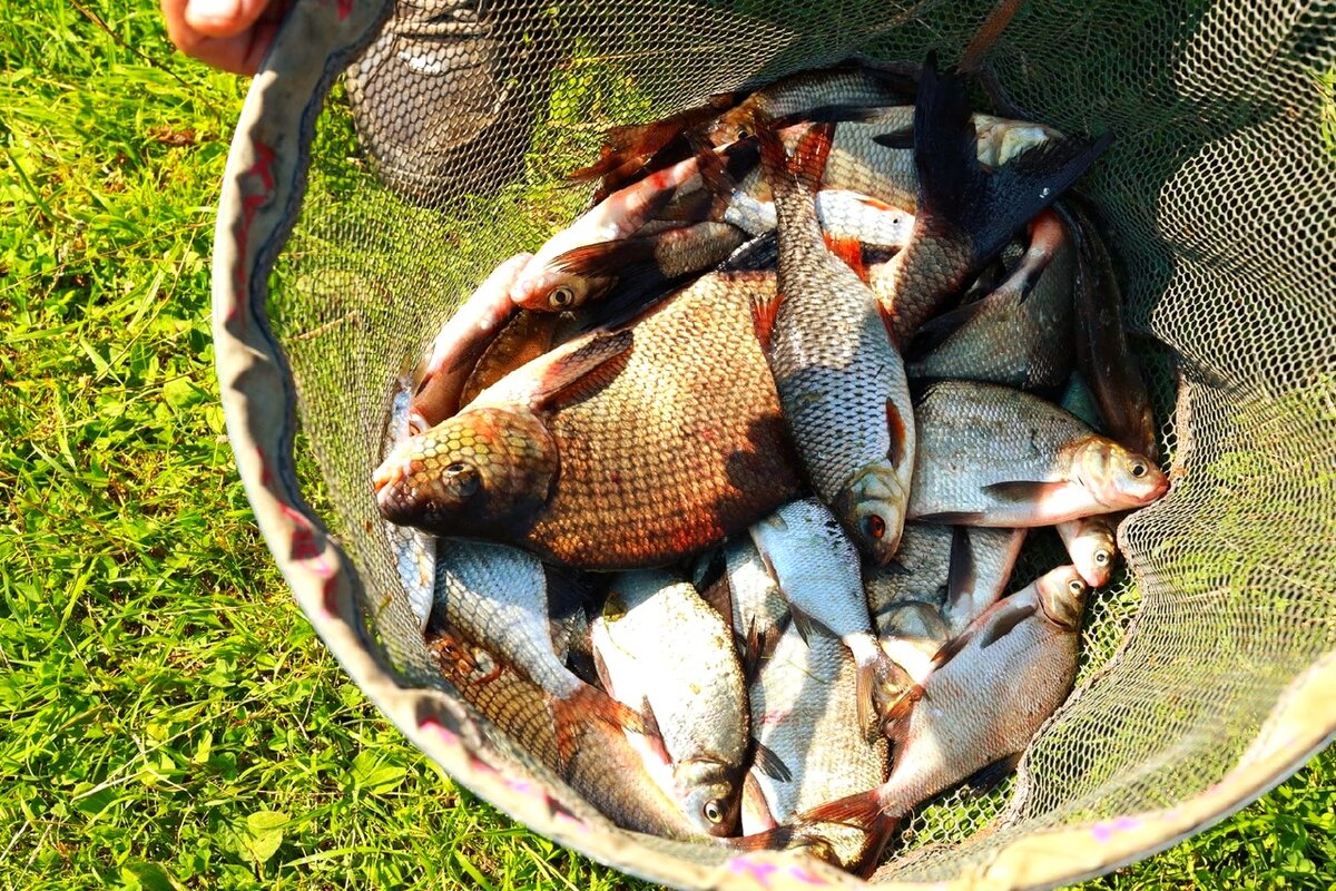 Утренний улов на ароматного опарыша