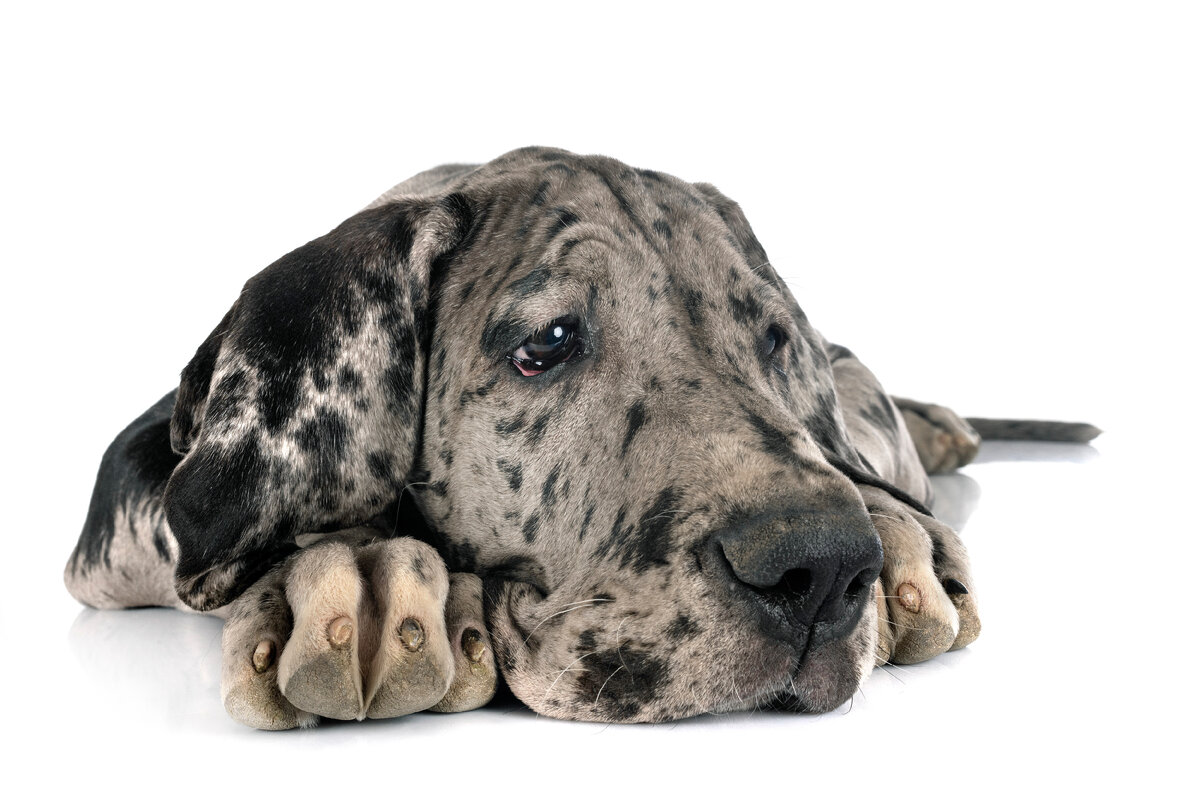 Автор: cynoclub