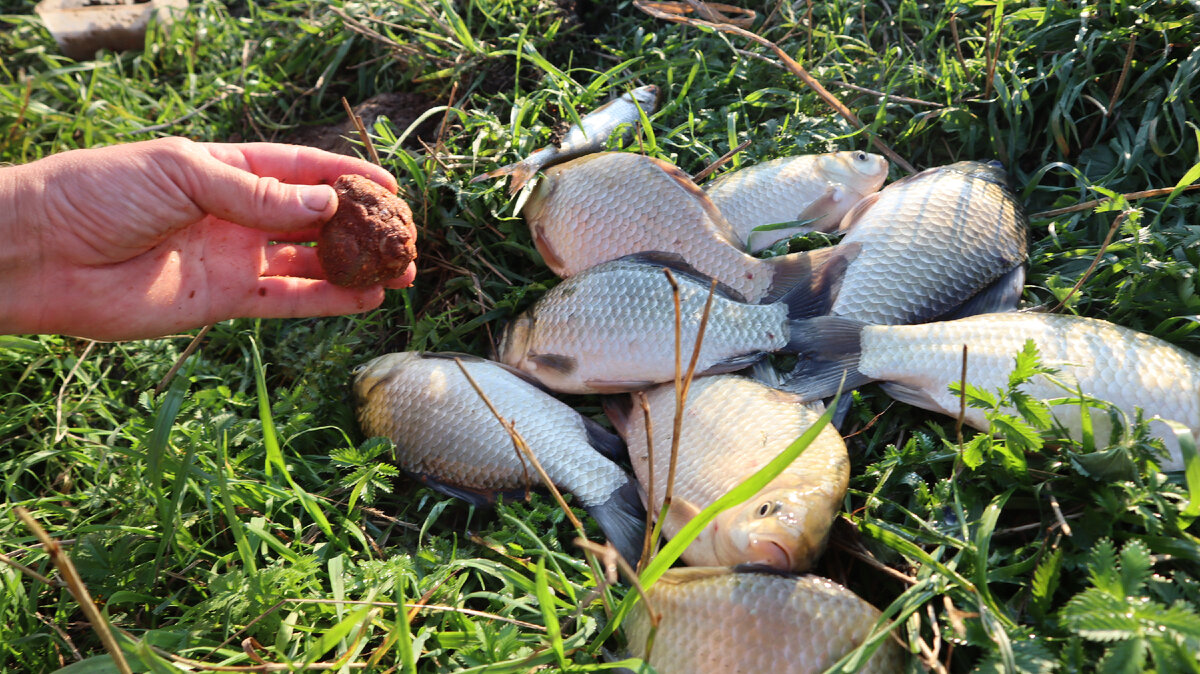 Правильно сделанная осенняя прикормка хорошо собирает карася под водой.