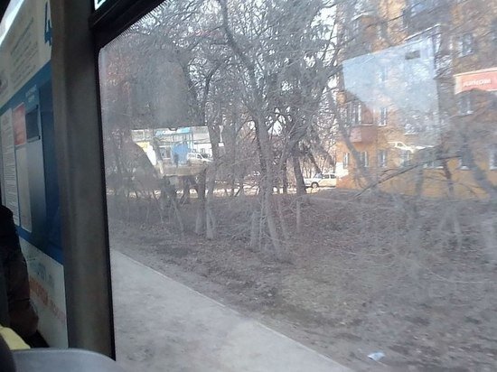     Фото Кирилла Янчицкого / "МК в Омске"