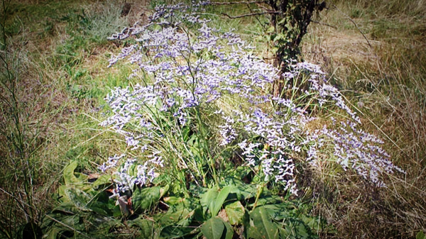 Кустик того самого растения 