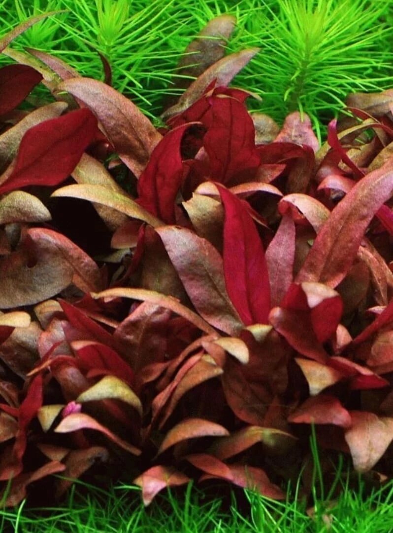 внимание растение.  Это красный, пылающий костер в подводном царстве. Растение великолепно смотрится в разнообразных акваскейпах, как правило данное растение используют, как точку фокусировки.