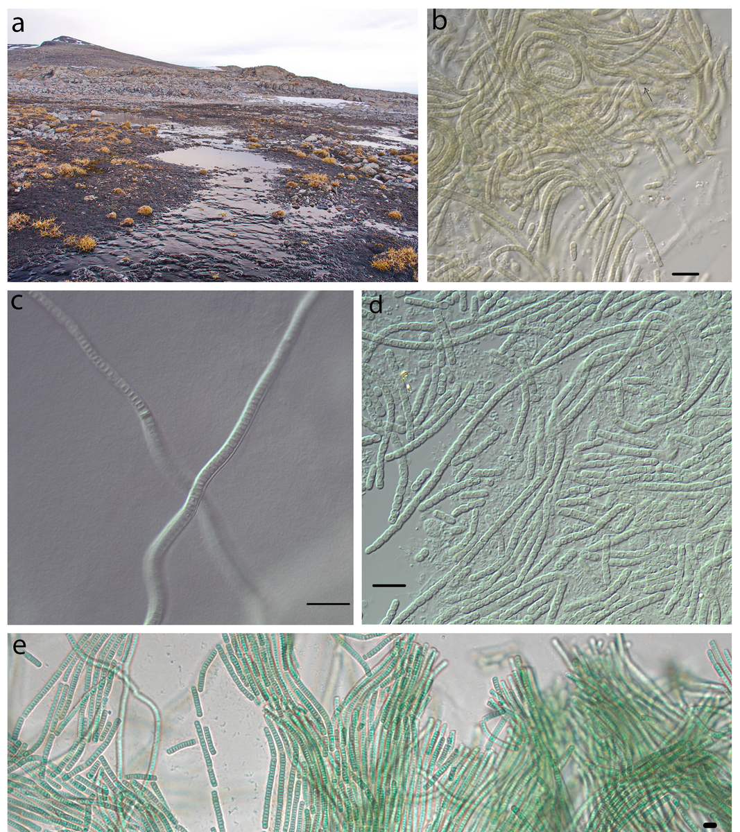 Морфологические особенности вида Phormidesmis communis: (a) местообитание — разлив ручья на архипелаге Шпицберген, верхнюю поверхность обрастаний формирует цианобактериальный мат с доминированием Phormidesmis communis.  (b–e) микрофотографии разных штаммов Phormidesmis communis. Источник: Davydov & Vilnet / Diversity, 2022