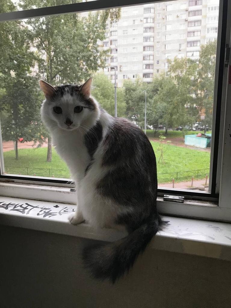 Барсик в ожидании