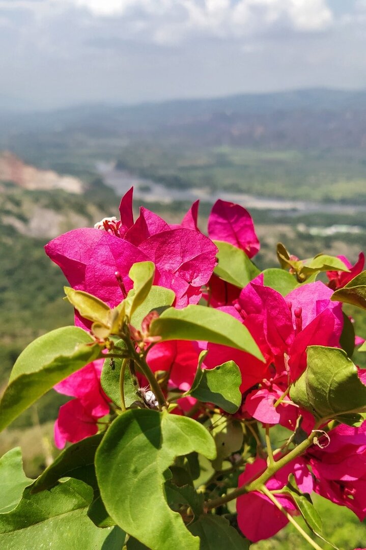 Река Магдалена на фоне