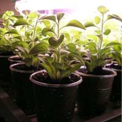 калибрахоа выращивание из семян