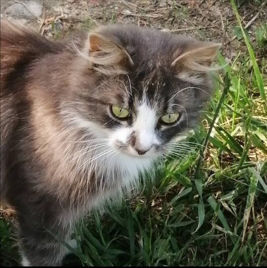 Дымка на прогулке