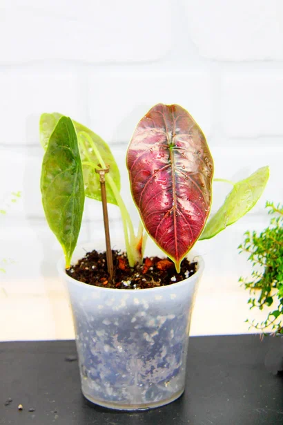 Фото и коллекция автора Masteritayaplants