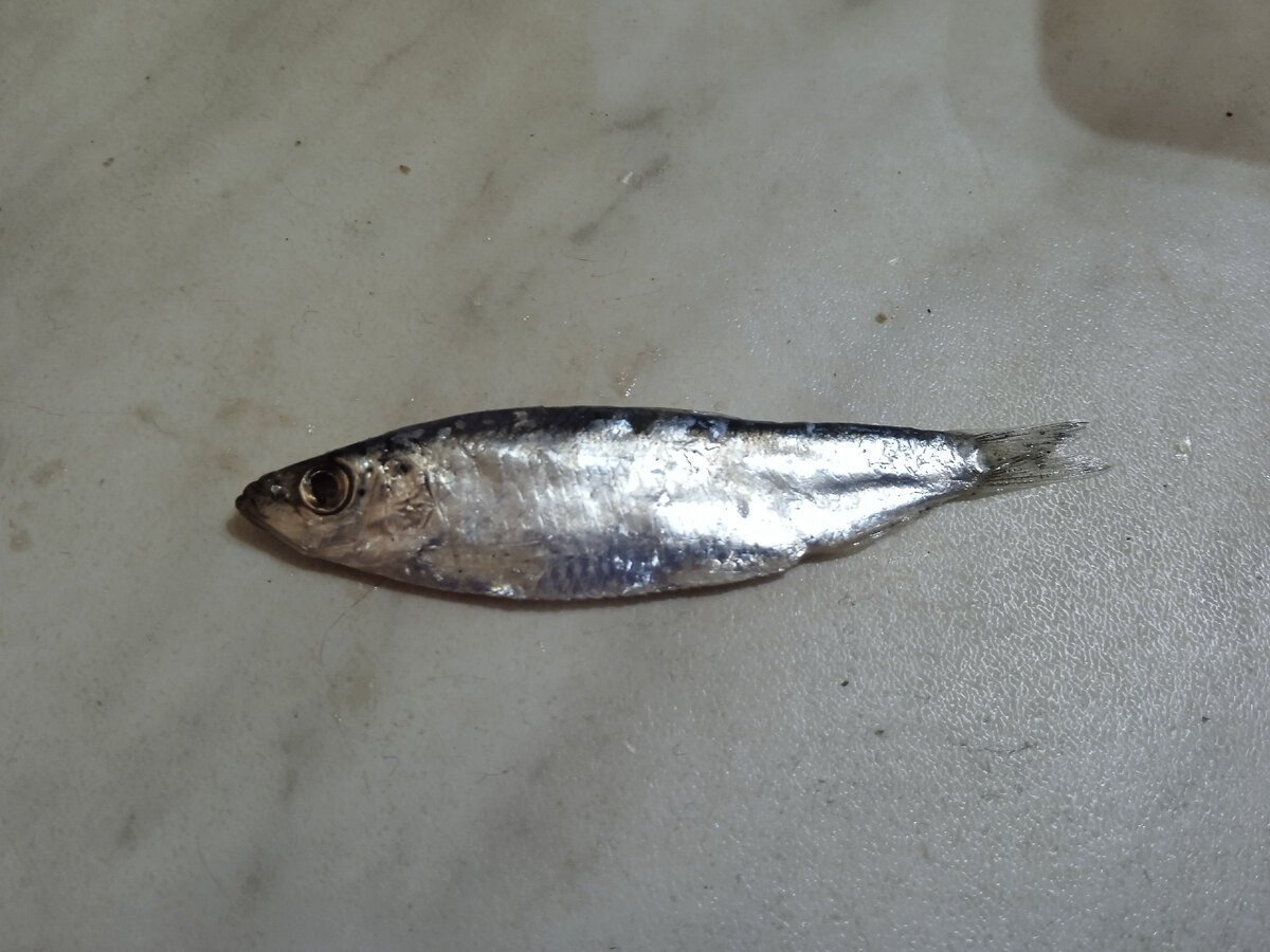 Тюлька. Фотография сделана мной. 