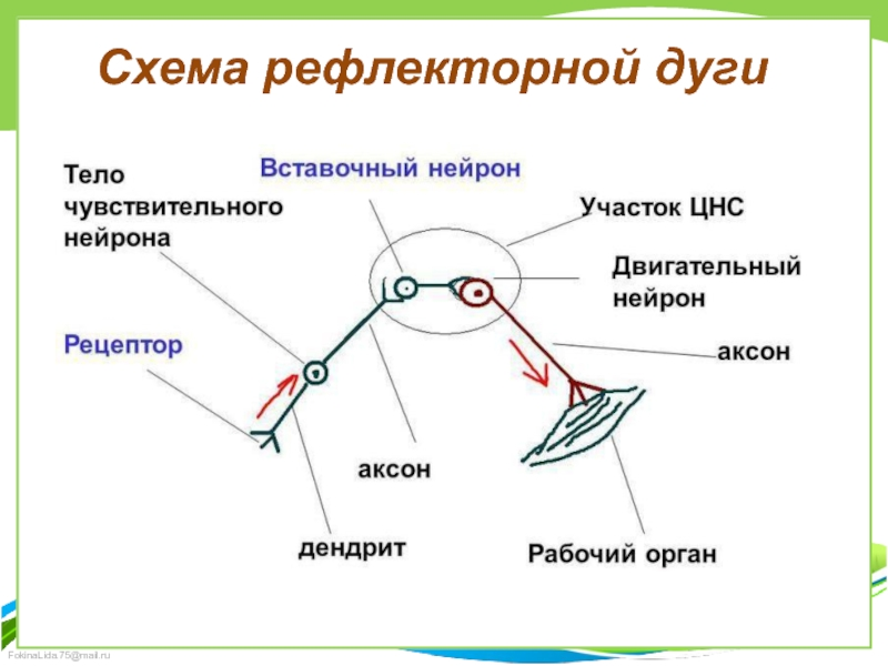 Строение рефлекторной дуги рис. Схема трехнейронной рефлекторной дуги двигательного рефлекса. Строение рефлекторная дуга биология. Схема простейшей рефлекторной дуги условного рефлекса.