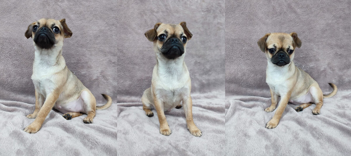 Гречка_minidog