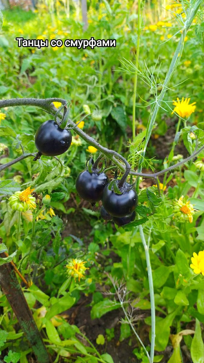 Танцы со смурфами 10 августа