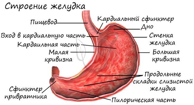 Строение желудка кратко