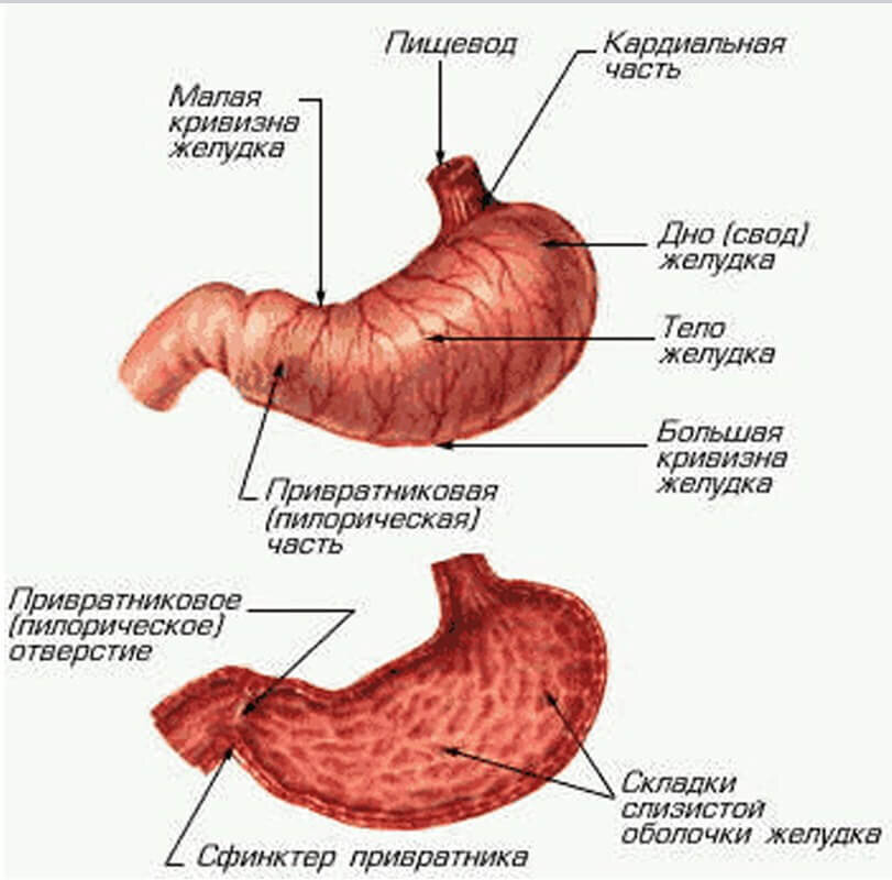 Желудок на рисунке