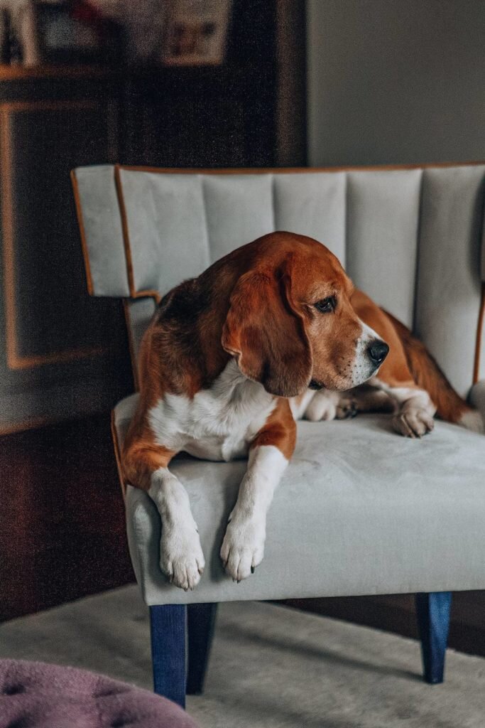 Перепланировка старого фонда. Элегантный классический интерьер квартиры с высокими потолками