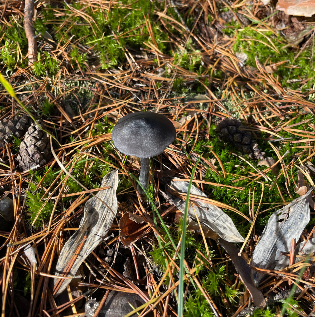 Энтолома красивая 