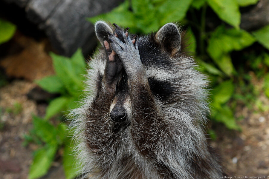 Фото: Виталий Невар / Новый Калининград