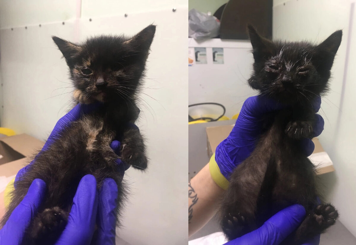 Стропушка и Гольяночка