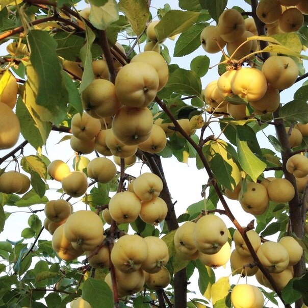 Плюсы и минусы сорта. Фото используется с сайта greatfon.com