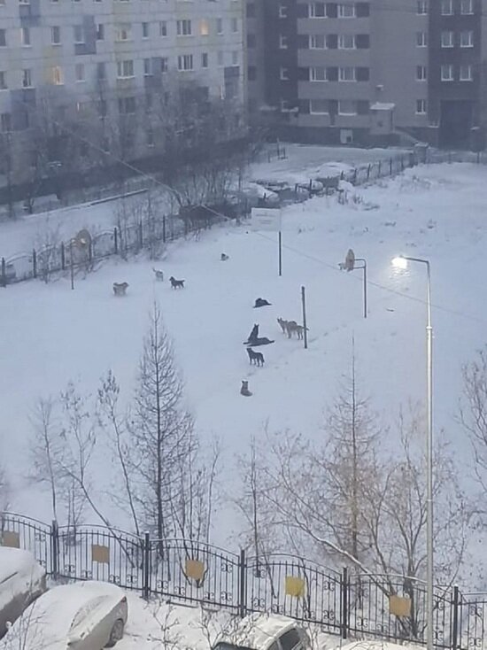     Фото: vk.com ГОРОРО | Новый Уренгой