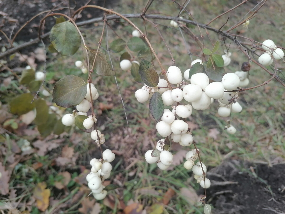 Даже не знаю, как этот кустарник называется. Симпатичный