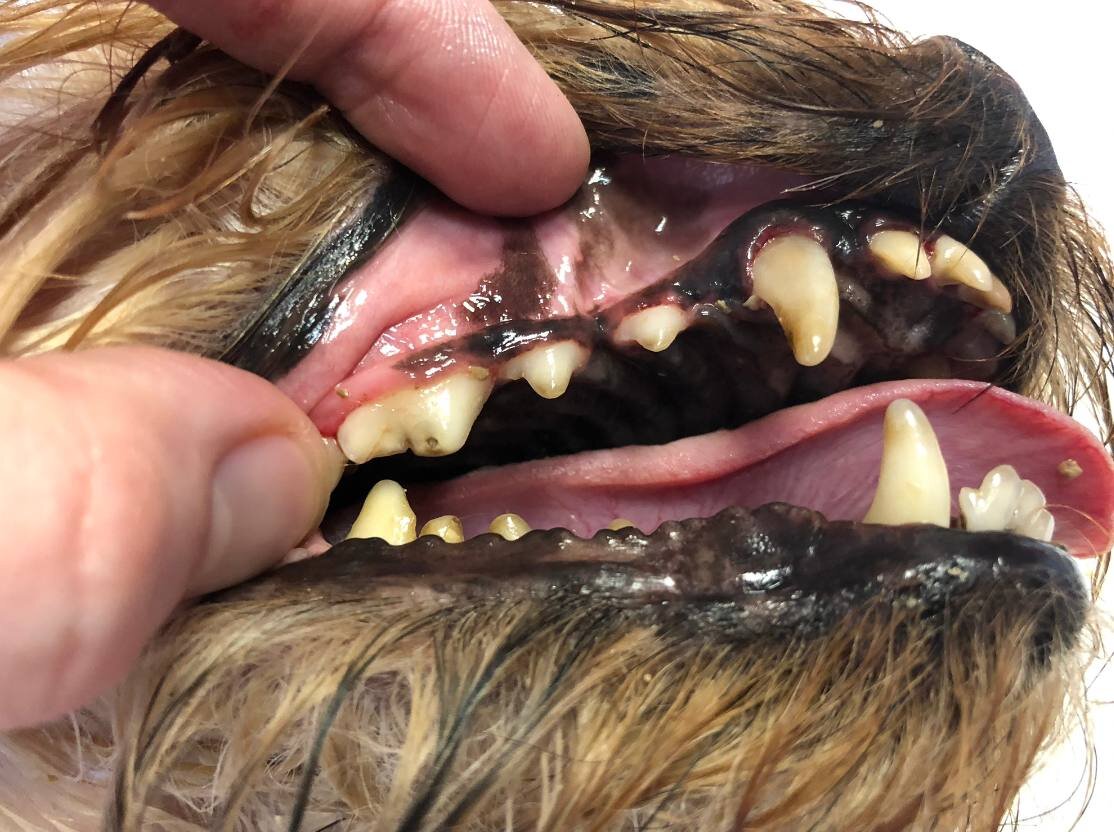 Этот зуб меня и вверг в сомнения, с "точечкой"