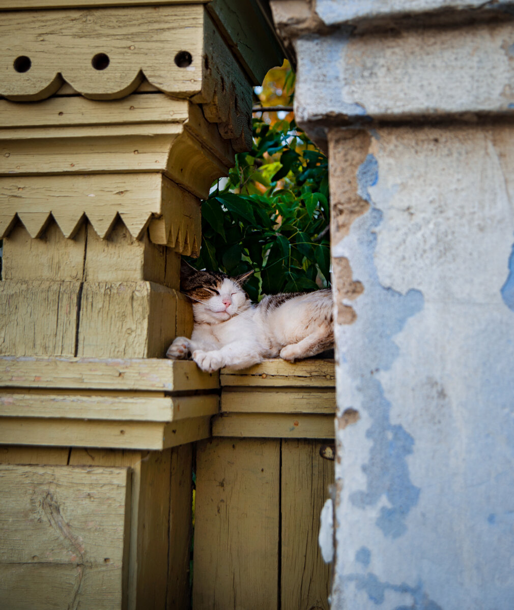 Котик на заборе дома Смурова