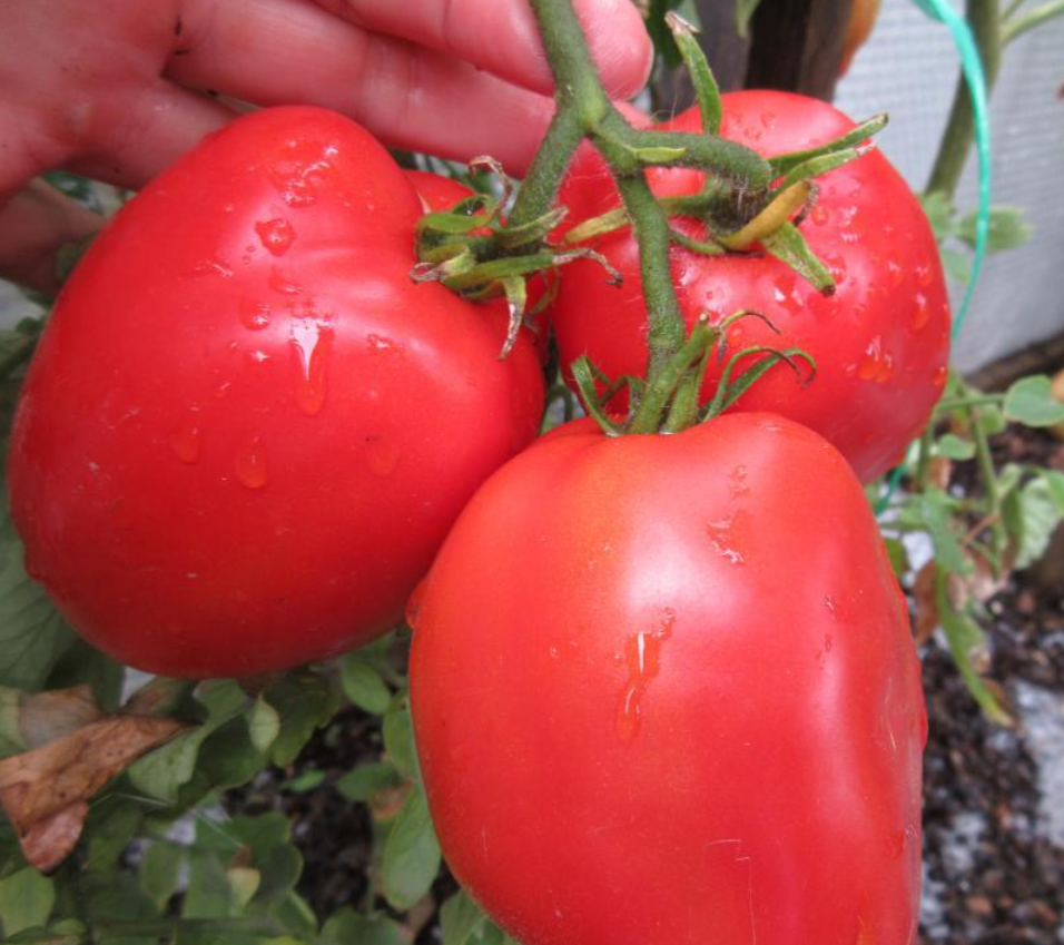 Томаты гигант семена. Семена томат де Барао гигант. Томат де Барао гигант. Де Барао великан томат. Де Барао гигант красный.