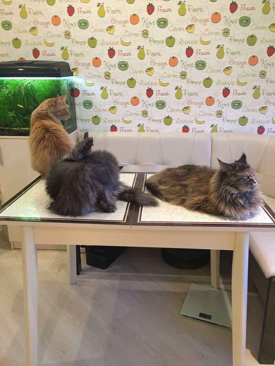 Фото из личного архива. Кот и кошки мейн-кун.