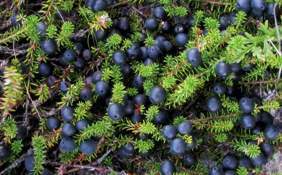 Шикша-ягода - утоляет жажду). 