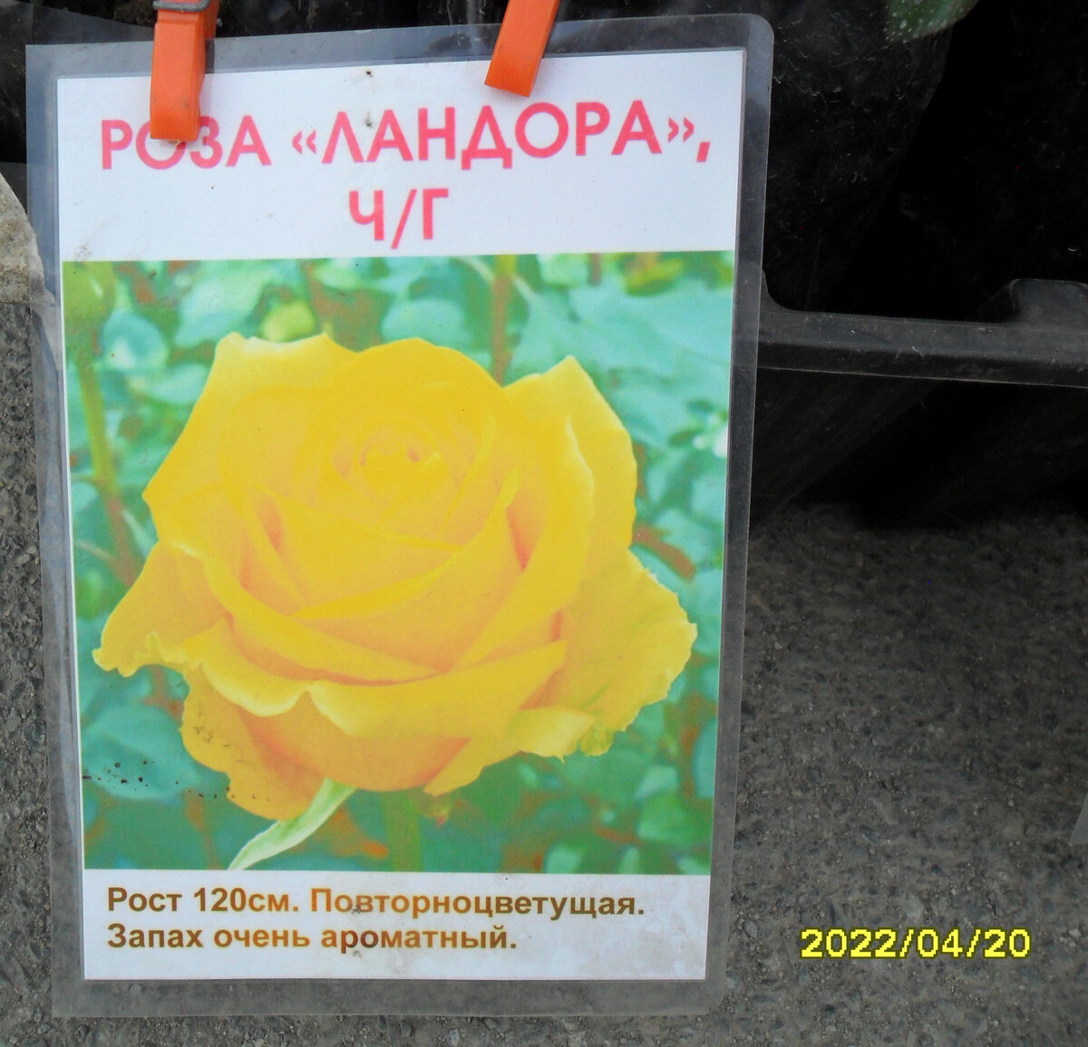 "Ландора" 2022 года