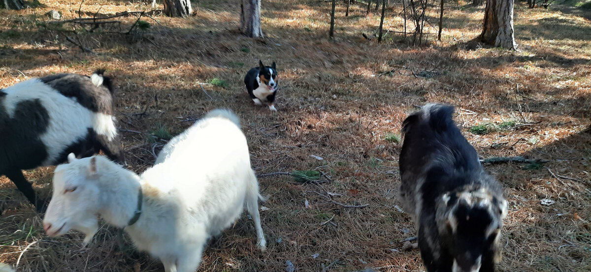 Еся на работе