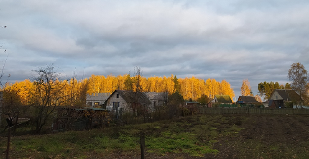 Роща в д. Гребенка на днях. Фото автора