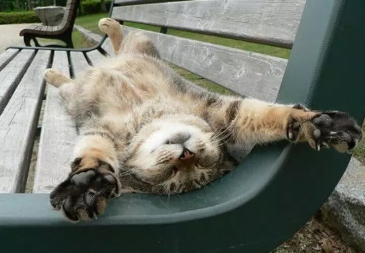 🐾Тук-тук: среда пришла!😺