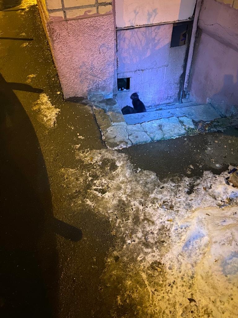 вот так вечером они только и выползают, когда рядом никого нет