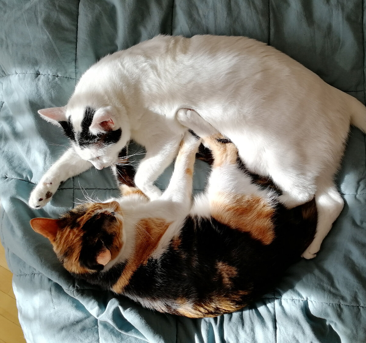 Наши коты Куоре и Эдреа