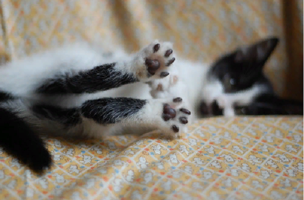😸Щекотно ли кошке, когда трогают подушечки на лапках | Нос, хвост, лапы |  Дзен