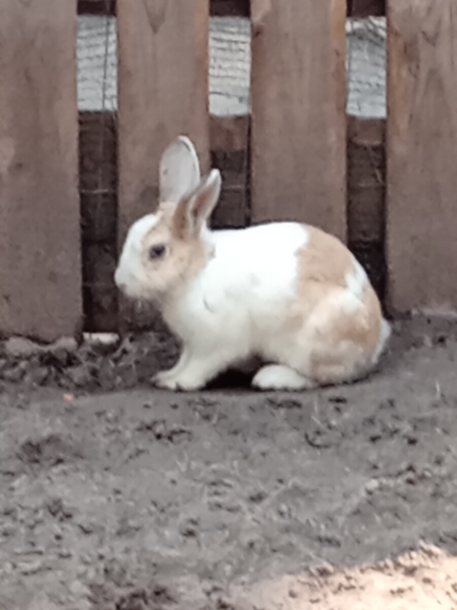 Картинки чёрного кролика у себя не нашла, но, поскольку предпочитаю иллюстрировать статьи собственными фотографиями, этот "хозяин" года тоже вполне подходяще выглядит, хотя его время, по китайскому циклу, наступит лишь 22 января.