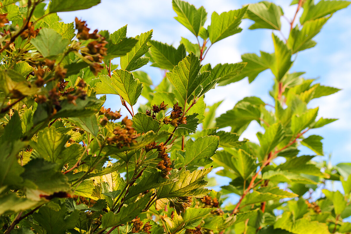    Пузыреплодник амурский