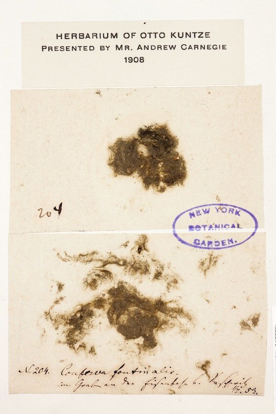 Образец Conferva fontinalis в гербарии Нью-Йоркского ботанического сада (1908).
