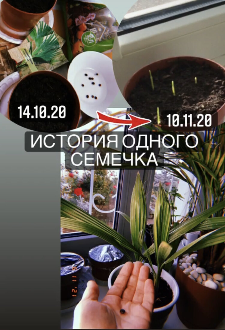 Пост в запрещённой социальной сети о пути Вашингтонии