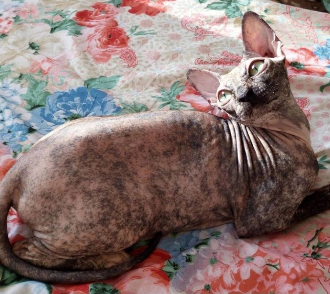 Дина полгода спустя. Позвоночник уже не торчит 😊