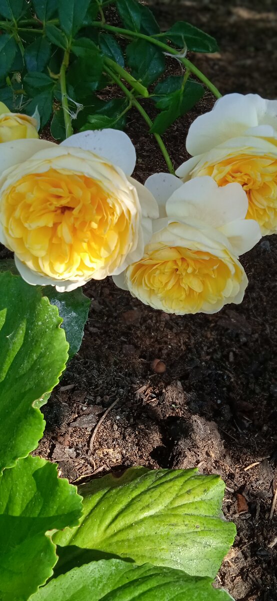 Зе Пилгрим, англичанка