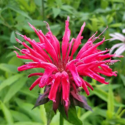 Монарда или бергамот