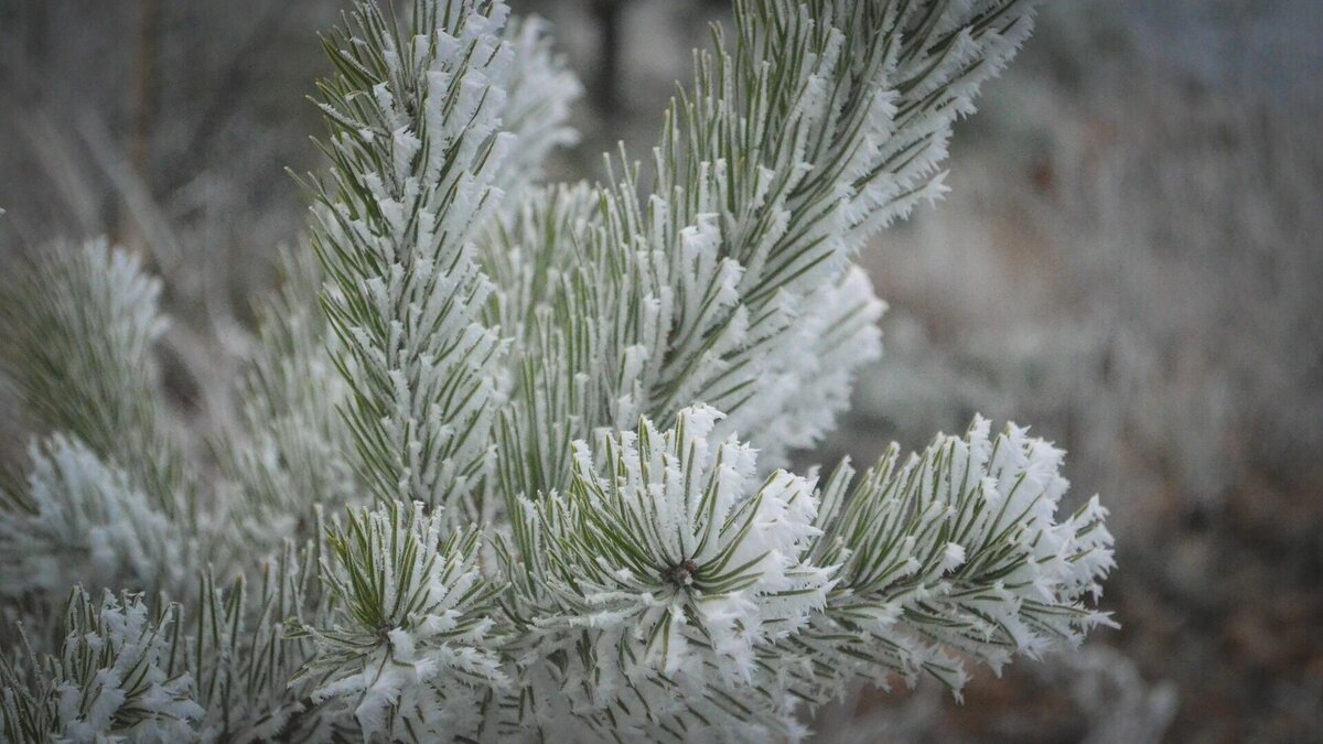     По прогнозам синоптиков в предстоящие выходные дни нас ждет облачная погода, по северу республики пройдёт небольшой снег.